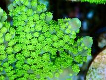 【AUS産 Acropora nana 】色揚げ個体　オーストラリア産サンゴ　スゲミドリイシ　骨格太め_画像3