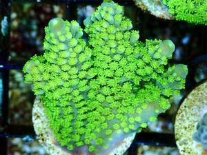 【AUS産 Acropora nana 】色揚げ個体　オーストラリア産サンゴ　スゲミドリイシ　骨格太め