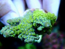 【AUS産 Acropora nana 】色揚げ個体　オーストラリア産サンゴ　スゲミドリイシ　骨格太め_画像6