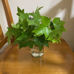 観葉植物 アイビー 10本