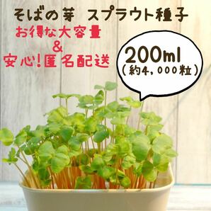 そばの芽 スプラウト種子 お得な200ml（約4,000粒）