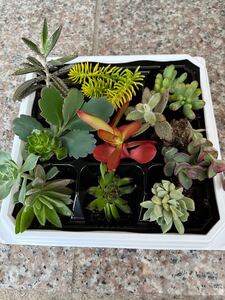 多肉植物寄せ植えセット 多肉植物カット苗