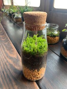 苔テラリウム NO.1 苔瓶