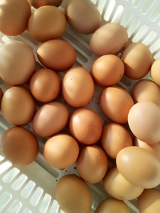 自然農法家ともちゃんちのボリスブラウンの卵５個 自然農法果樹園アイアイファーム 平飼い 自然卵 有精卵