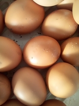 ボリスブラウンの特別な卵10個新鮮こだわり卵有精卵　自然農法果樹園アイアイファーム自然農法家ともちゃん飛田とも子オーガニック平飼い卵_画像5