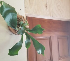 コウモリラン ビカクシダ 木板つき 1