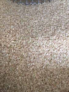 新米30キロ 令和3年産 淡路島産 コシヒカリ玄米 精米対応 農家直送