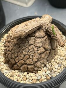ステファニア スベローサ Stephania suberosaステファニア亀甲竜 多肉植物 植木鉢