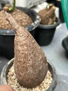 フィランサス ミラビリスPhyllanthus mirabilisコーデックス 植木鉢