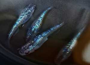 極上 サファイア 黒ラメ幹之 メダカ 有精卵 30個+a 高級 めだかの卵
