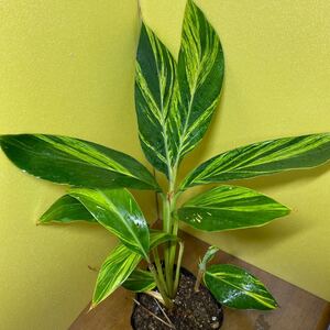 斑入り 月桃苗 金運アップ 全て抜き苗 観葉植物