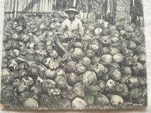 【絵葉書1枚】 SINGAPORE - Coconut Plantation /K.P. Hock No.49/ココナッツ プランテーション シンガポールヴィンテージ ハガキ17-49_画像8