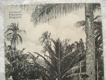 【絵葉書1枚】 SINGAPORE - Coconut Plantation /K.P. Hock No.49/ココナッツ プランテーション シンガポールヴィンテージ ハガキ17-49_画像7