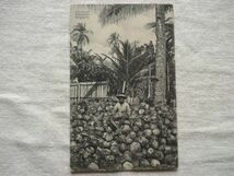 【絵葉書1枚】 SINGAPORE - Coconut Plantation /K.P. Hock No.49/ココナッツ プランテーション シンガポールヴィンテージ ハガキ17-49_画像1