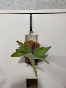 プラティセリウム ベイチー コルク付け ビカクシダ コウモリラン