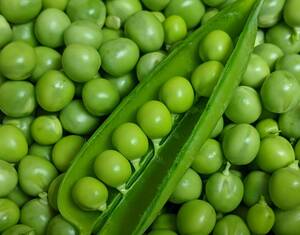 完全無農薬　有機栽培　グリーンピース　　鞘入　　　鞘豆　２０個