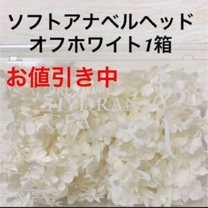 大地農園ソフトアナベルヘッド オフホワイト1箱