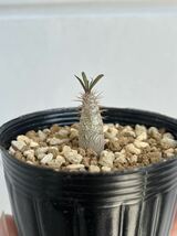 Pachypodium rosulatum var. gracilius パキポディウム グラキリス 実生 サボテン 塊根植物 多肉植物 s48_画像4