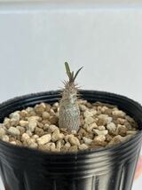 Pachypodium rosulatum var. gracilius パキポディウム グラキリス 実生 サボテン 塊根植物 多肉植物 s48_画像2