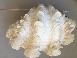 標本、シャコ貝 貝殻 大きなシャコガイ 二枚貝、カイガラ、化石