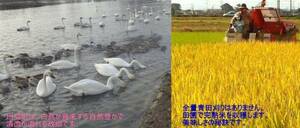 人気です！白鳥飛来の郷川島町★令和３年産　農家直送　大地の風　玄米25ｋｇ　送料・小分け無料です！