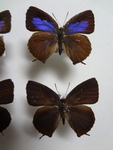 蝶の標本　ムラサキツバメ　ペア_画像4