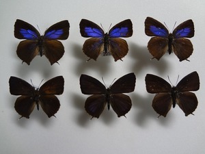 蝶の標本　ムラサキツバメ　ペア