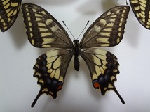 蝶の標本　キアゲハ　ペア_画像2