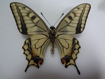 蝶の標本　キアゲハ　ペア_画像5