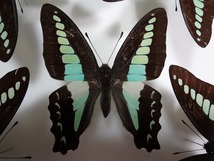 蝶の標本　アオスジアゲハ　ペア_画像5