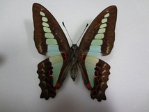 蝶の標本　アオスジアゲハ　ペア_画像6