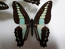 蝶の標本　アオスジアゲハ　ペア_画像2