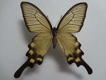 蝶の標本　ジャコウアゲハ　ペア_画像3