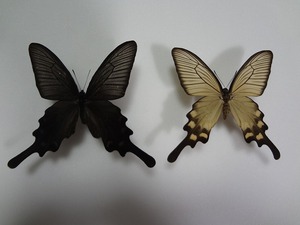 蝶の標本　ジャコウアゲハ　ペア