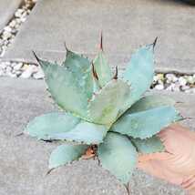 美種 1円スタート！　アガベ　パリー var.トランカータ｜ Agave parryi var. truncata “ 実生株_画像6