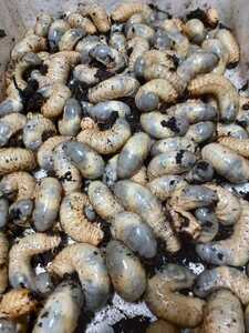 ②愛知県の天然カブトムシ幼虫20匹(死着保証なし)