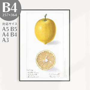 BROOMIN アートポスター フルーツ 檸檬 レモン イエロー 黄色 果物 ヴィンテージ B4 257×364mm AP017
