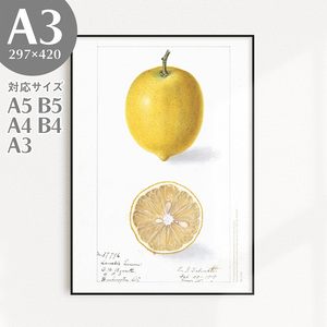 BROOMIN アートポスター フルーツ 檸檬 レモン イエロー 黄色 果物 ヴィンテージ A3 297×420mm AP017