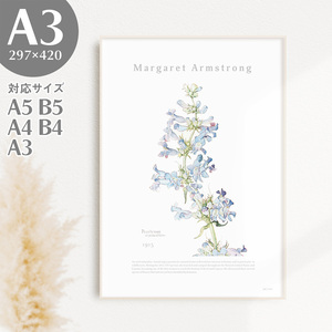 Art hand Auction BROOMIN艺术海报岩袋花卉植物自然浅蓝色绘画海报插图A3 297×420mm AP040, 印刷品, 海报, 其他的