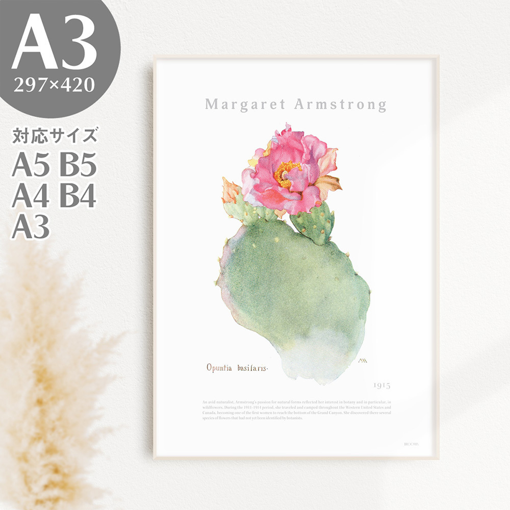 BROOMIN 艺术海报 Basilaris 仙人掌植物自然绘画海报插图 A3 297 x 420mm AP038, 印刷材料, 海报, 其他的