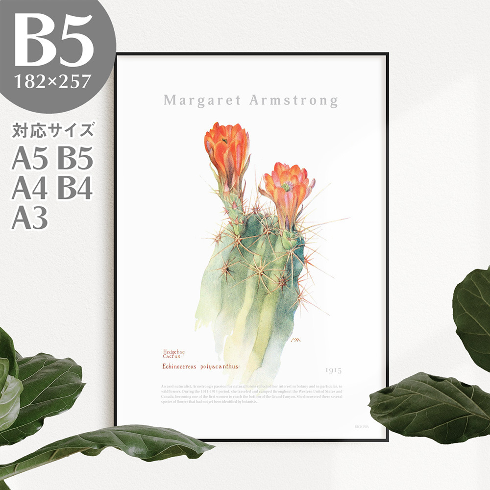 BROOMIN アートポスター ヘッジホッグサボテン 植物 自然 花 絵画ポスター イラスト B5 182×257mm AP037, 印刷物, ポスター, その他