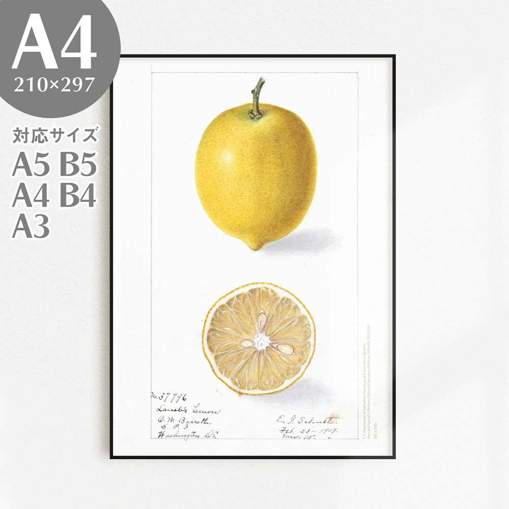 BROOMIN アートポスター フルーツ 檸檬 レモン イエロー 黄色 果物 ヴィンテージ A4 210×297mm AP017, 印刷物, ポスター, その他