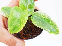 東京988ゾロ目は１円～フィロデンドロン　イルセマニー　斑入り総柄極美苗　Philodendron ilsemanii variegated ＊最後の画像は親株参考_画像2