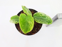 東京988ゾロ目は１円～フィロデンドロン　イルセマニー　斑入り総柄極美苗　Philodendron ilsemanii variegated ＊最後の画像は親株参考_画像5