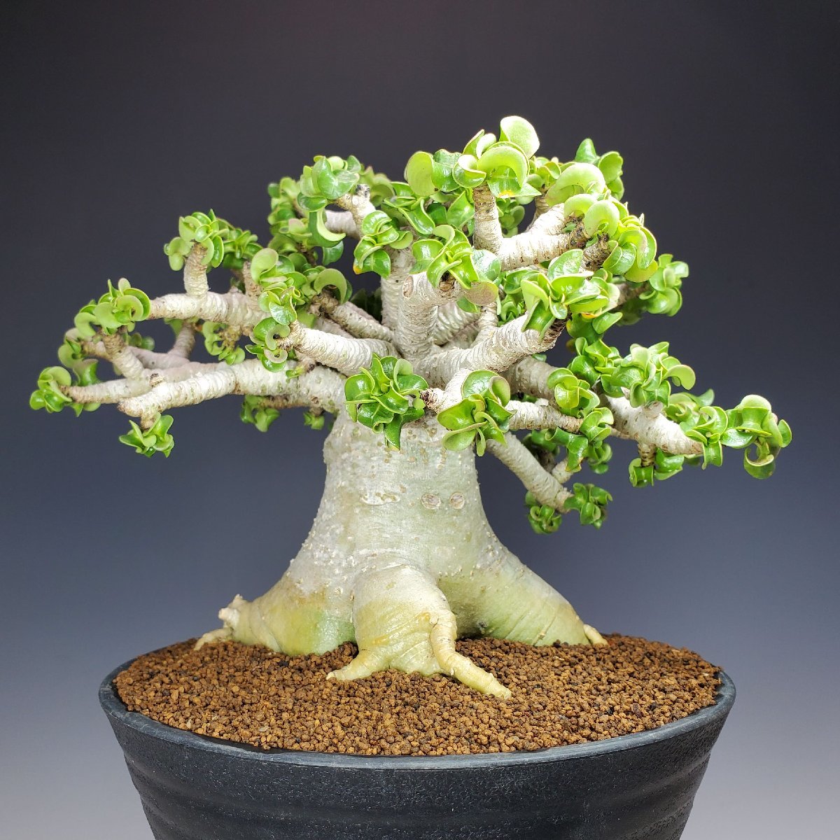 極太/獅子葉のアデニウム】Dorset Horn Adenium（DHA）① おトク情報が