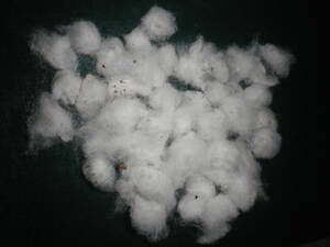 令和３年自家採取綿の種　10粒　3-15