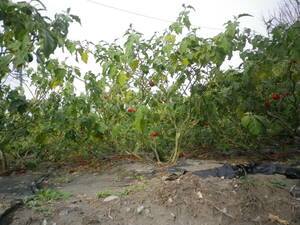 セイバンナスビ（生番茄子）の種　20粒　　３－6