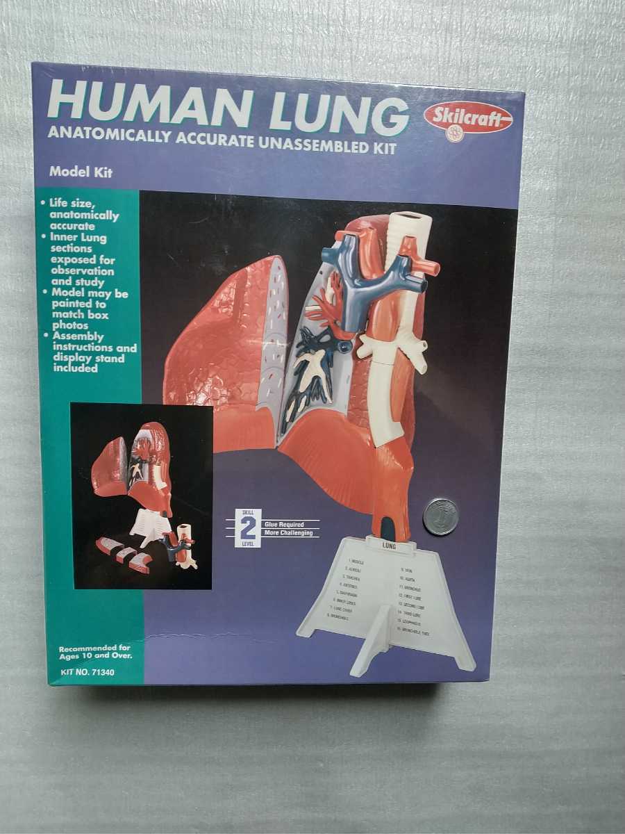 京都科学標本 トランク付き 人体模型 ノベルティ ディスプレイ
