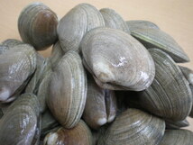 厚岸産　殻付き牡蠣　１０個・むき牡蠣　３００ｇ・あさり　５００ｇ　３点セット　道東_画像3