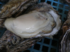 道東釧路の新鮮　厚岸産　超特大殻付活牡蠣（２００g以上）１０個